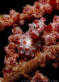 This is new site in Indonesia. Gilolo island is part of west Halmahera - Maluku islands. I found this lonely pygmy around 25m..