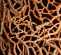 Pygmy Seahorse on Gorgonian Fan - Kabin Reef - Kavieng, Papua New Guinea