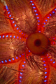 Sometimes the most mundane looking creatures can reward you.This is the interior of a sea urchin, and to me it looked very alien,if you saw it in a Sci-Fi movie you would be impressed that someone had even imagined it!