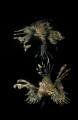 Lionfish Reflection taken in Nuweiba with D100 and 20mm lens