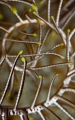 I love the fractal patterns in nature, these feather star arms at the macro scale, echo the patterns we see all around us, from the very tiny seen here all the way up to the spiral shape of the galaxy we all live in, sorry got a bit hippy there!