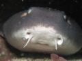 Bamboo shark under a rock. 
1st time trying strobe and macro lens.