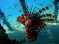 Lion Fish under jetty in Nuweiba. Rried to capture the light reflecting through the jetty onto the subjects face