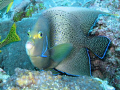 Angel fish. Turned into me with a startled look. Shot with G10 in canon housing using built in flash