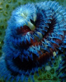 Close up macro shot of a Blue and Red Xmas tree worm taken in Nuweiba. Wanted to show the structure and trunk of the worm