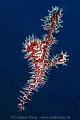 Ghost pipefish