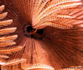 Feather Star Close up