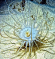 Night Flower