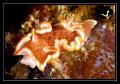 Nudi in Redang Island