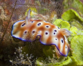 chromodoris leoparda shot at Derawan pier with an Oly 5060 and Inon D80 strobe