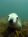 We dived with a group of gorgeous sealions at Jurien Bay, north of Perth, Western Australia.  This female liked looking at herself in the port and kept biting my fins.