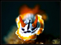 Red gill