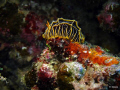 Reticulidia Halgerda or Nudibranch