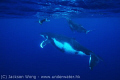 Philip, Calf and Mother Humpback whale