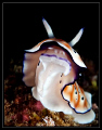 Nudi in action