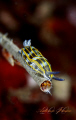 Hypselodoris villafranca