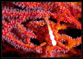 This image is shoot during nigh dive in Redang island