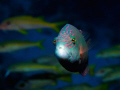 Cheeklined splendor wrasse. This fish was always at the same place and observed us carefully until we left his area