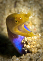 I couldn't believe how small these little guys are when I first encountered them.But what Ribbon Eels lack in stature they more than make up for with attitude! They are almost as tricky to shoot as Clown Fish, with their incessant darting about.