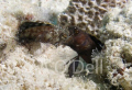 Sailfin Blennies, fighting on a shallow sand patch, Utila Bay Islands Honduras
