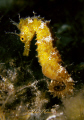 Hippocampus Guttulatus