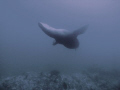 California Sealion dancing swimming in a plankton blume in 50 ft of water.  Picture taken with a Sea & Sea DX-1G with a Inon 2000 strobe.