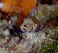 Gnathophyllum elegans