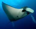 Friendly Pacific Manta @ San Benedicto Island, Revillagigedos