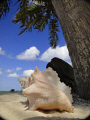 While looking for red boobies on Half Moon Caye I came across this conch near the beach