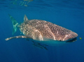 Any Whale Shark day is a good day