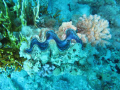 Don't know the name of this mollusk.
Picture taken at Ras Katy, Sharm El Sheikh