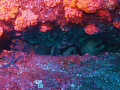 Moray eels @ El Bajo in the sea of Cortes