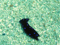 Pretty Creature.
Picture taken at White Knight, Red Sea.