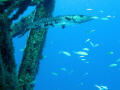 Barracuda on C-53, Cozumel, Mexico.