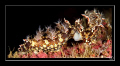Another mating nudi in Redang Island, Malaysia