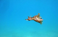 This small sea hare was interupted whilst grazing on sea grass in the shallow waters of Panay island in the Philippines creating the perfect as it swam away through the clear water. Taken on a canon ixus 75 in February 2010.
