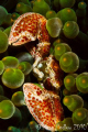 Porcelin Crab.  Canon 7D, 100mm macro, Aquatica and Inon.