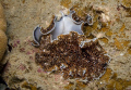 Flat worms Acanthozoon sp. Mating You can see the reproductive organ on the top one