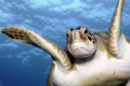 Hiya! I was just swimming around and saw your camera...