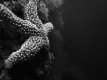 Starfish