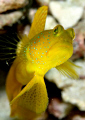 Watchful eyes - Yellow watchman goby (Cryptocentrus cinctus)