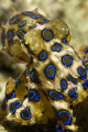 Poker face/ this blue ring greet me on one of our night dives in Anilao, Batangas