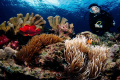 A reef scene :)