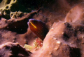 Taken at the northern tip of Aliwal Shoal, Umkomaas , South Africa at a place called the Garden of Eden. Subject - Starry Moray, Camera Sealife DC600 with Ext Flash.