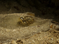 Blue-spotted sting ray eyeing me up! Cannon powershot g10 with two Ikelite autoflash 35 strobes!