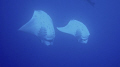 Two Manta's dancing!!! Jim's Alley again!!