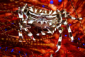 Went to dive a new site in Dauin and found this Zebra Crab carrying eggs.
