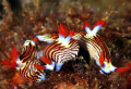 Three is a crowd when there is love in the water :-)