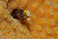 Goby singing
Nikon D80 with 105mm lens, Two strobe Ikelite DS160.
Shoot F/27 @ 1/45 sec. ISO 200