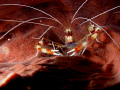 coral banded shrimp